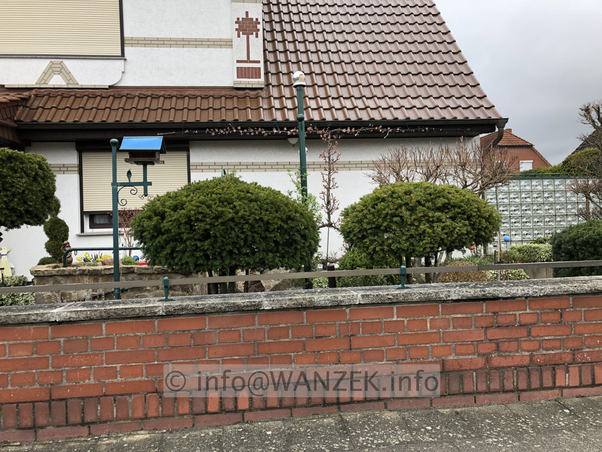 Aprikose als Spalier 01.JPG